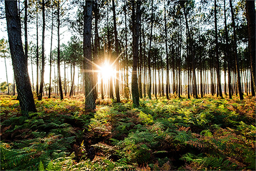 Forêt de pin des Landes